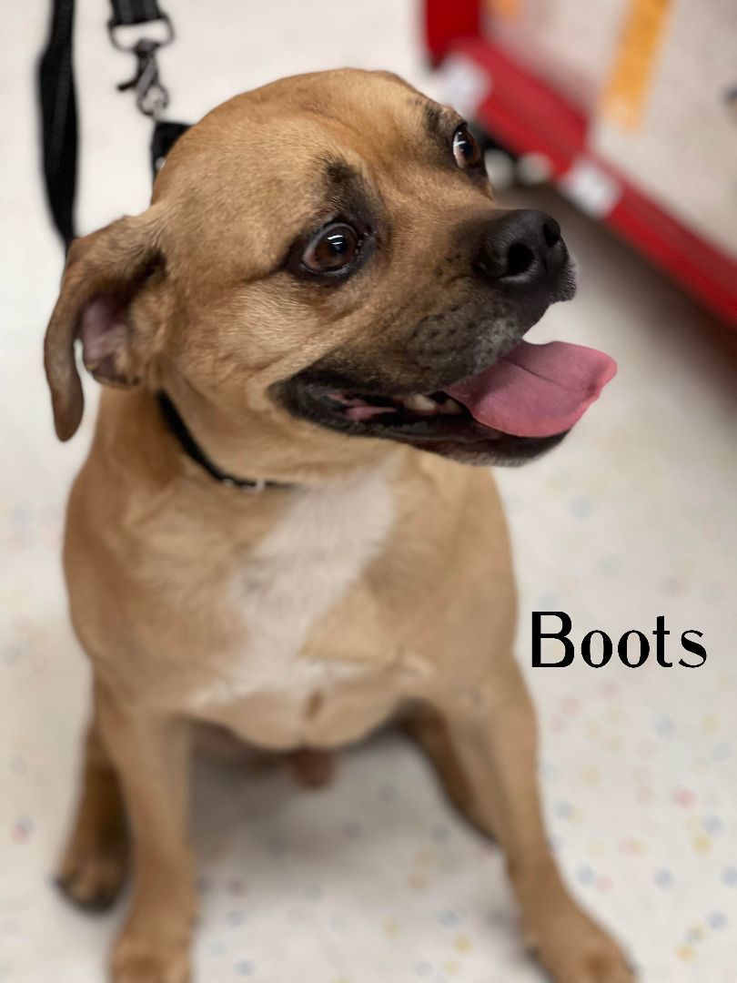 Boots, an adoptable Puggle, Boxer in Elburn, IL, 60119 | Photo Image 5