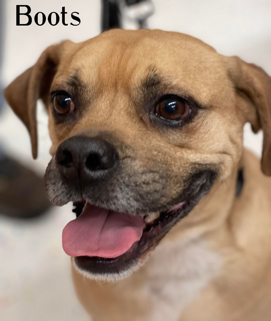 Boots, an adoptable Puggle, Boxer in Elburn, IL, 60119 | Photo Image 1