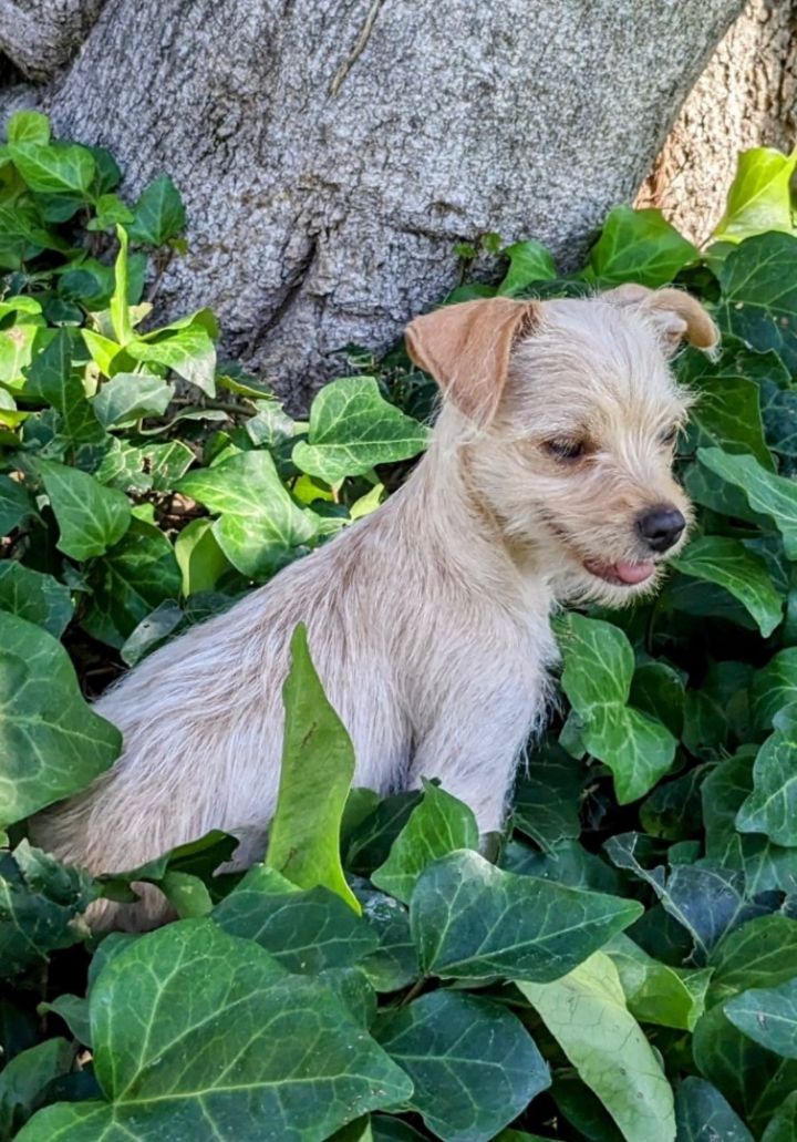 Macaroni , an adoptable Yorkshire Terrier Mix in La Palma, CA_image-2