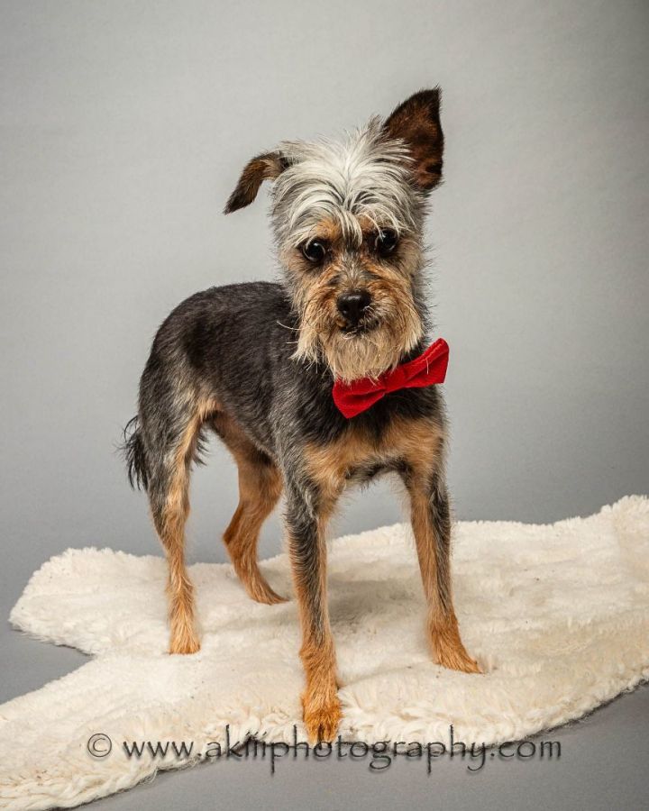 Schnauzer chihuahua hot sale yorkie mix