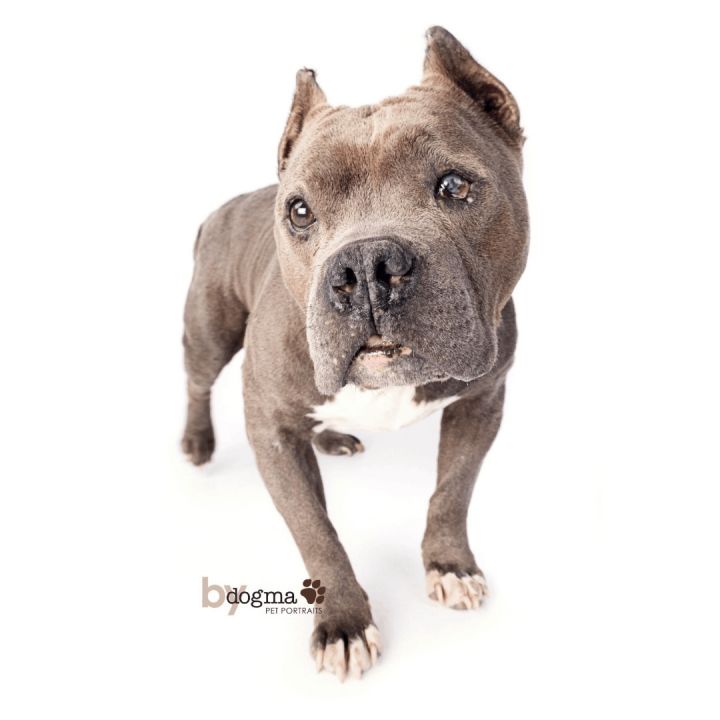 Granny Parker, an adoptable American Staffordshire Terrier in Long Beach, CA_image-1