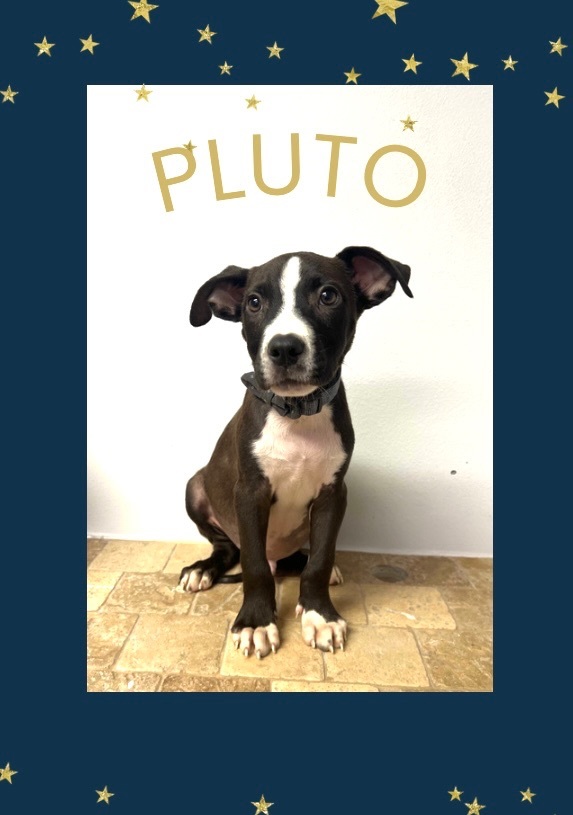 Pluto, an adoptable Black Labrador Retriever & Terrier Mix in Baton Rouge, LA_image-1