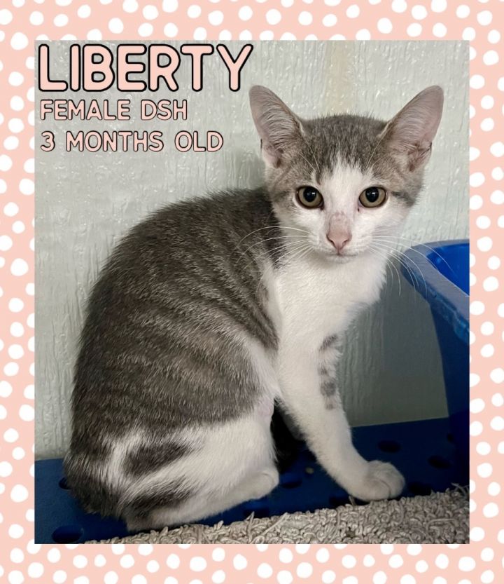 Liberty, an adoptable Domestic Short Hair Mix in Danville, IN_image-1