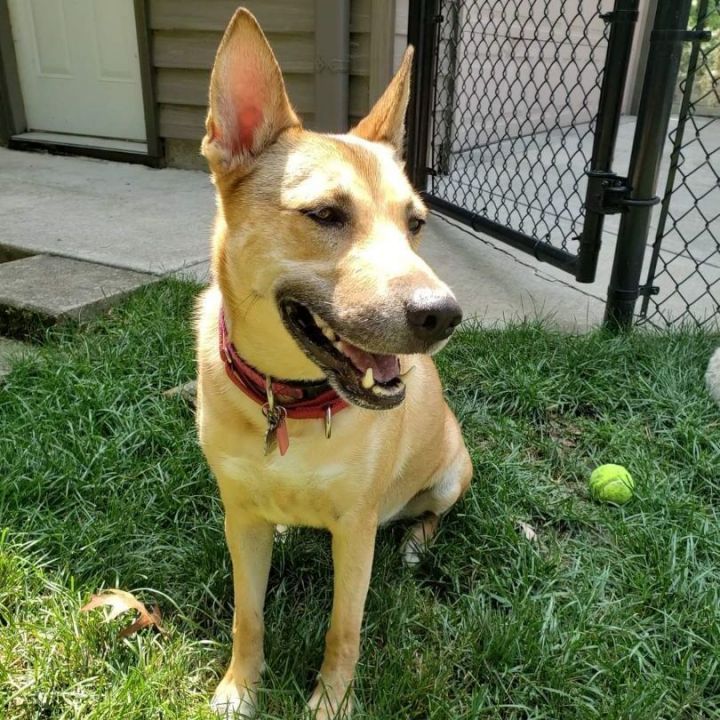 Prissy, an adoptable Shepherd Mix in Racine, WI_image-2