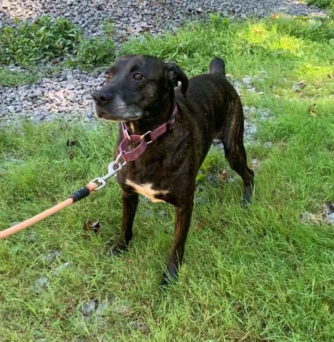 Harley 