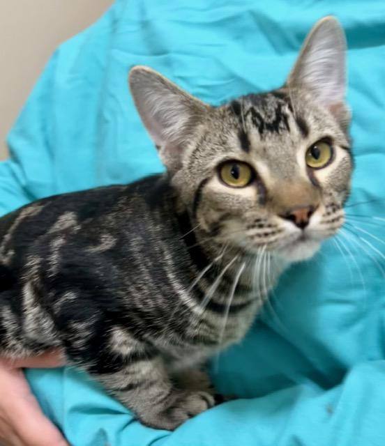 Cat for adoption Joey, a Tabby Mix in Troy, MI Petfinder