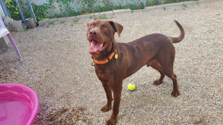JJ, an adopted Chocolate Labrador Retriever in Hutchinson, MN_image-3