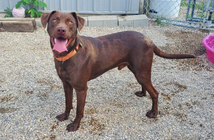 JJ, an adopted Chocolate Labrador Retriever in Hutchinson, MN_image-4