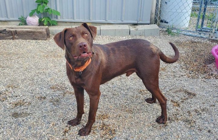 JJ, an adopted Chocolate Labrador Retriever in Hutchinson, MN_image-1