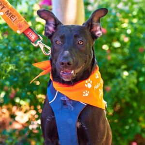 PERSONALITY shy sweet BREED shepherdpit mix AGE  1 year Total love bug enjoys spending time wit