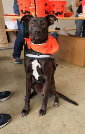 PERSONALITY shy sweet BREED shepherdpit mix AGE  1 year Total love bug enjoys spending time wit