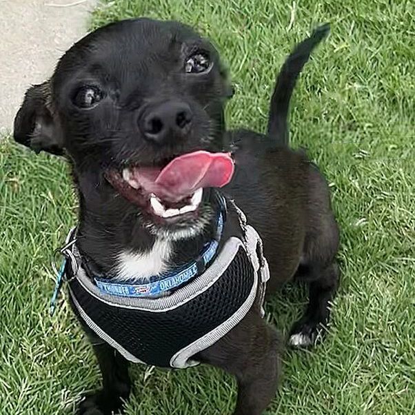 Stewie, an adopted Chihuahua Mix in Oklahoma City, OK_image-1