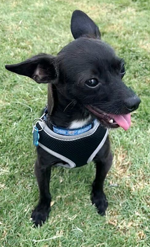 Stewie, an adopted Chihuahua Mix in Oklahoma City, OK_image-3