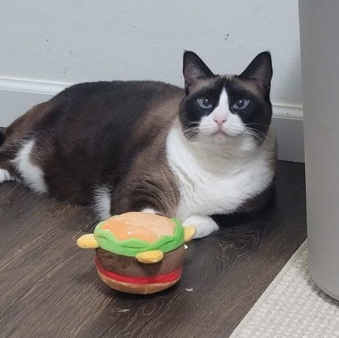 Scarlett, an adoptable Snowshoe, Siamese in Concord, CA, 94518 | Photo Image 1