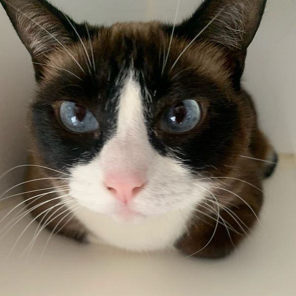 Scarlett, an adoptable Snowshoe, Siamese in Concord, CA, 94518 | Photo Image 3
