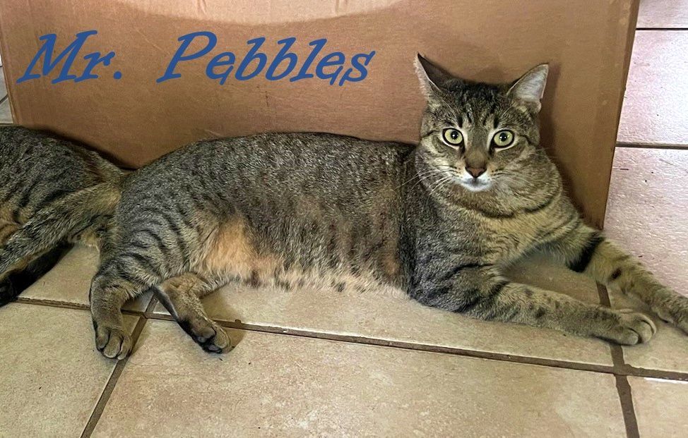Mr. Pebbles 