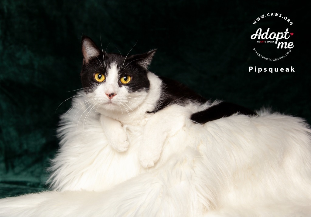 Pipsqueak, an adoptable Domestic Short Hair in Salt Lake City, UT, 84117 | Photo Image 1