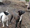 Socrates (and Dottie)
