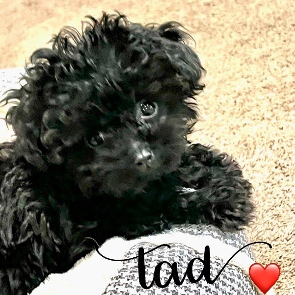 Tad, an adopted Miniature Poodle in Rochester, NY_image-1