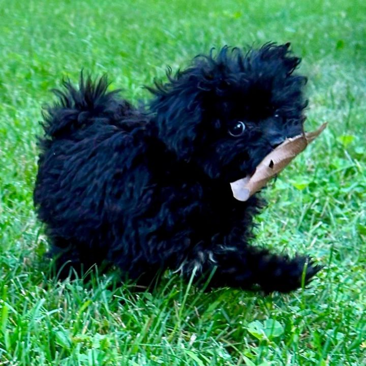 Tad, an adopted Miniature Poodle in Rochester, NY_image-3