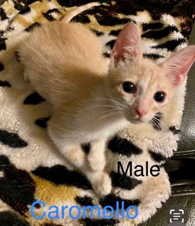 Caromello 