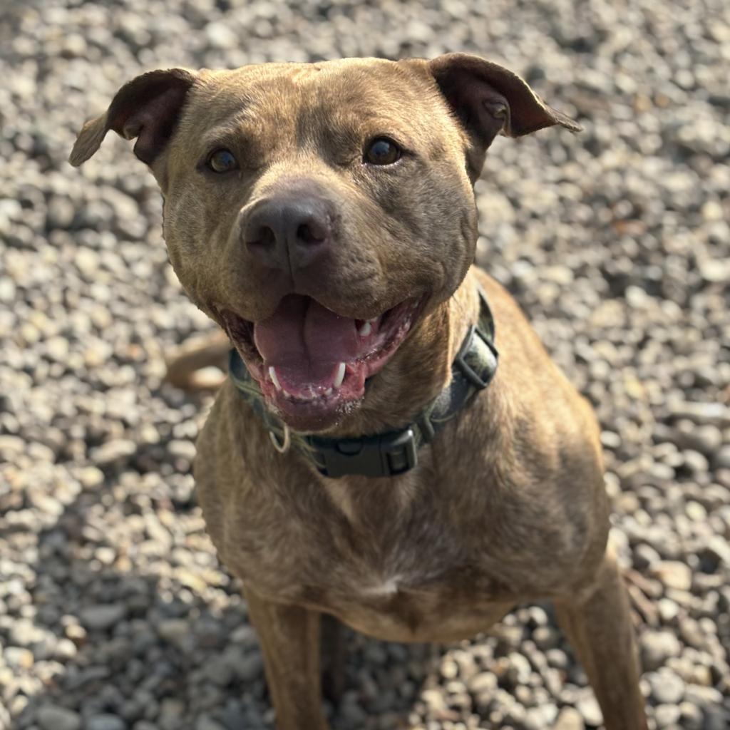 Darla, an adoptable Mixed Breed in Huntington, WV, 25704 | Photo Image 1