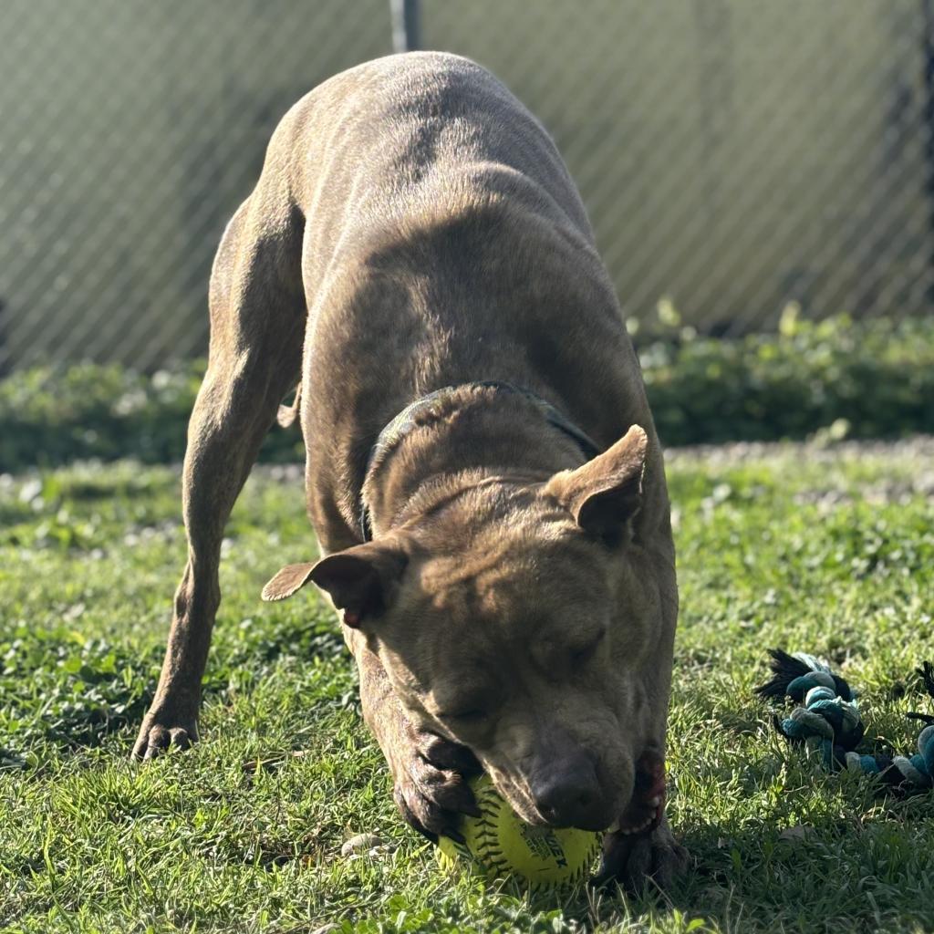 Darla, an adoptable Mixed Breed in Huntington, WV, 25704 | Photo Image 3