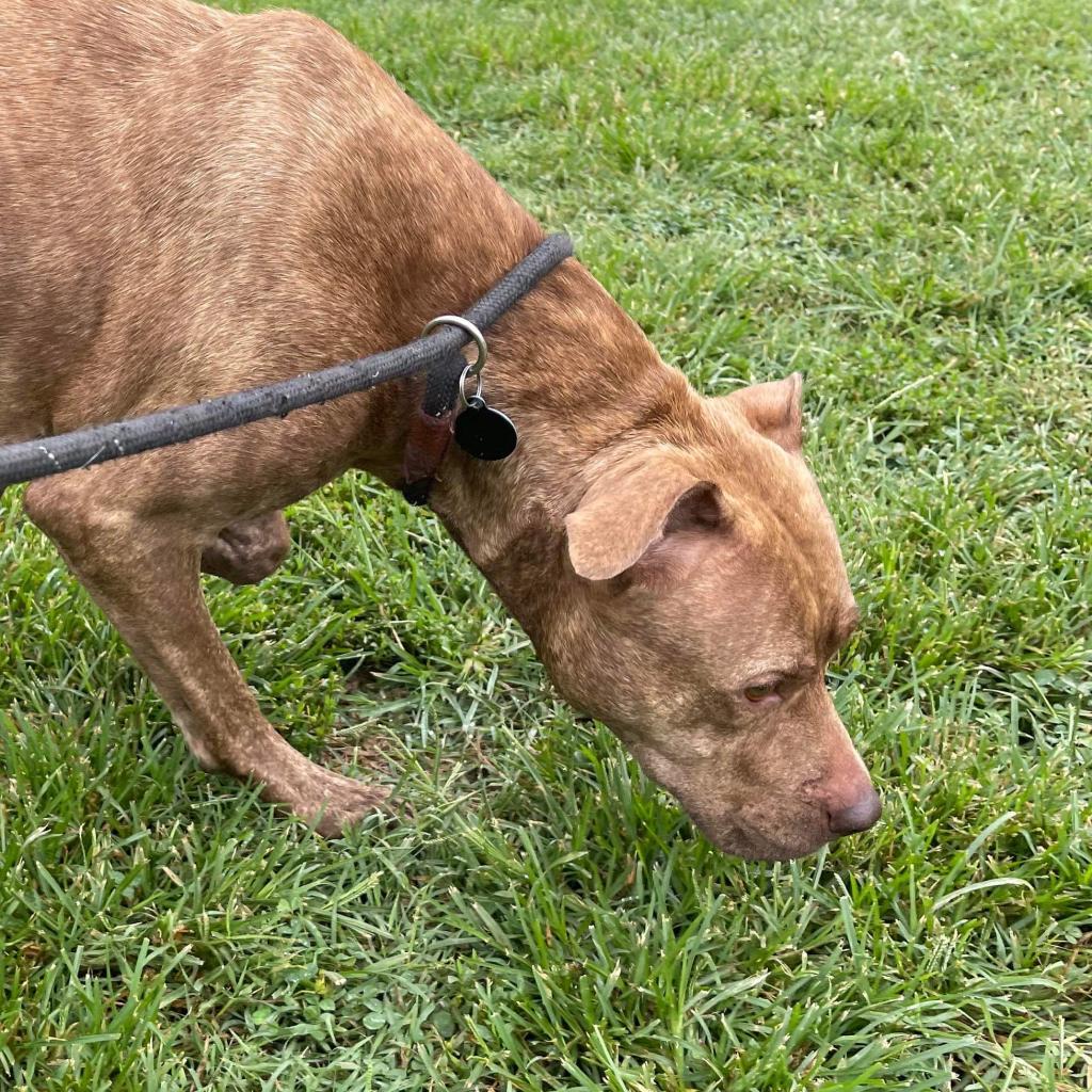 Darla, an adoptable Mixed Breed in Huntington, WV, 25704 | Photo Image 5