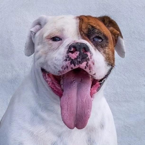 6 Tips For First Time Dog Adopters – Southern California Bulldog Rescue