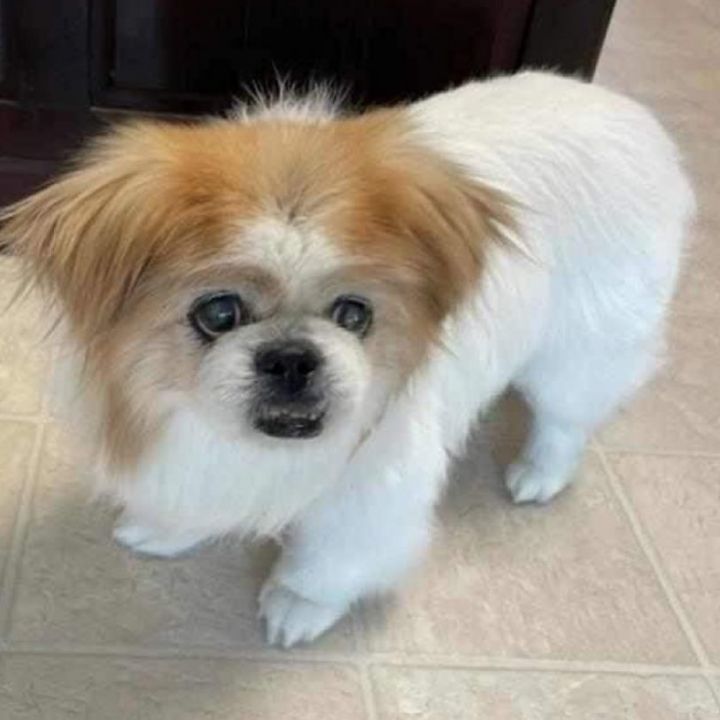 Petfinder pekingese clearance