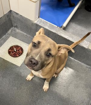 CHLOE, Adult Female American Bulldog