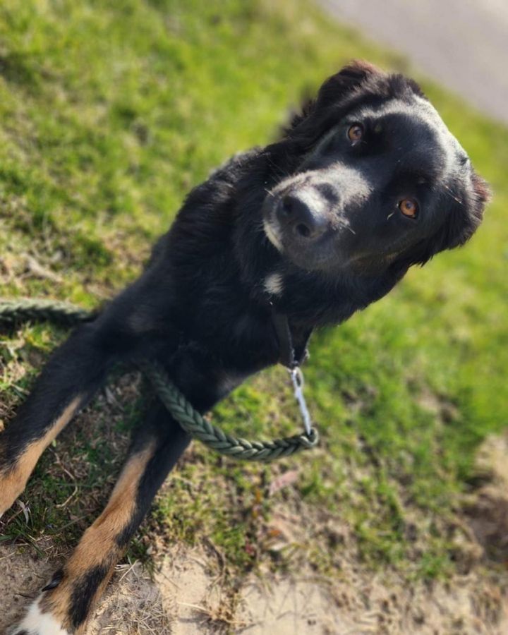 Dog for adoption TEDDY a Flat Coated Retriever in Newmarket ON