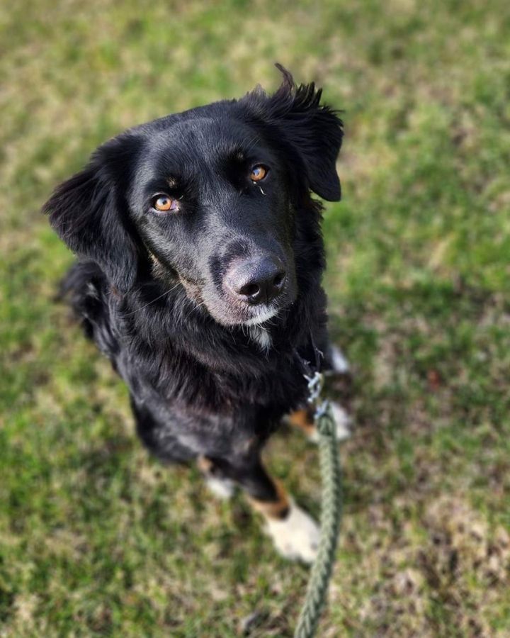 Exotic flat coated sales retrievers