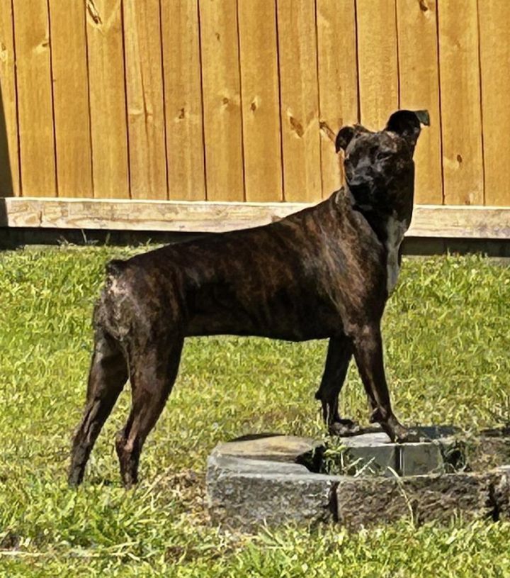 Blair, an adoptable Pit Bull Terrier Mix in Hubert, NC_image-1
