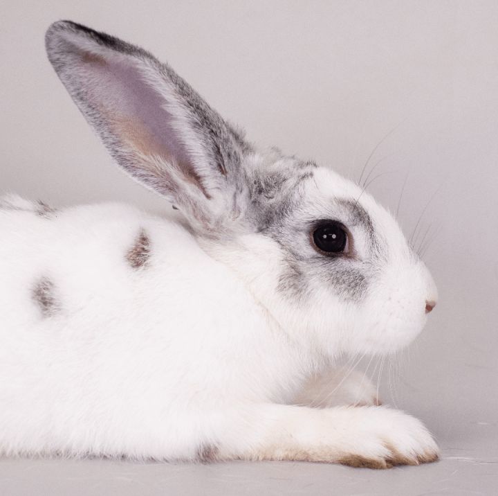 Buster (ID 39216/2180) 1