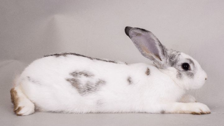 Buster (ID 39216/2180), an adoptable Bunny Rabbit in Manassas, VA_image-2
