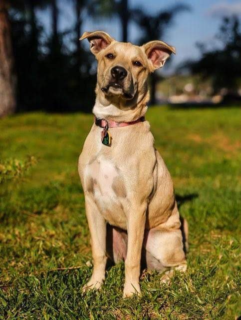 STELLA 2