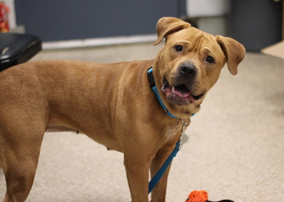 Diamond, an adoptable Labrador Retriever & Pit Bull Terrier Mix in Lynbrook, NY_image-2