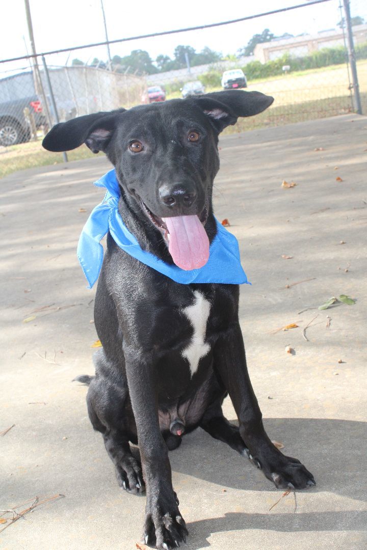 Freddie , an adoptable Labrador Retriever Mix in Lufkin, TX_image-1