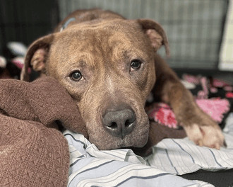 Apollo, an adoptable Pit Bull Terrier in Lynbrook, NY_image-5