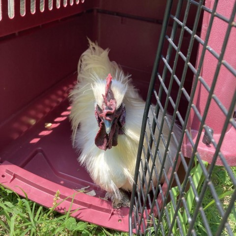 Irvin, an adoptable Chicken in Gloucester, VA_image-2