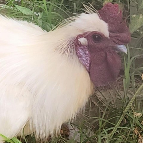 Irvin, an adoptable Chicken in Gloucester, VA_image-4