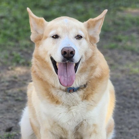 Alex, an adoptable German Shepherd Dog Mix in Spokane, WA_image-1