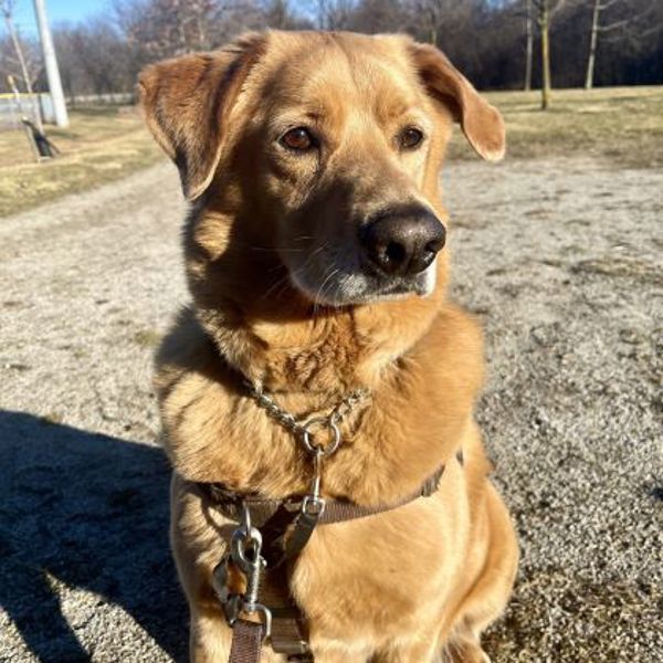 River, an adoptable Chow Chow, Golden Retriever in Oakville, ON, L6J 7S8 | Photo Image 1