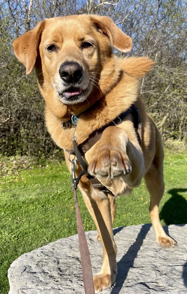 River, an adoptable Chow Chow, Golden Retriever in Oakville, ON, L6J 7S8 | Photo Image 2