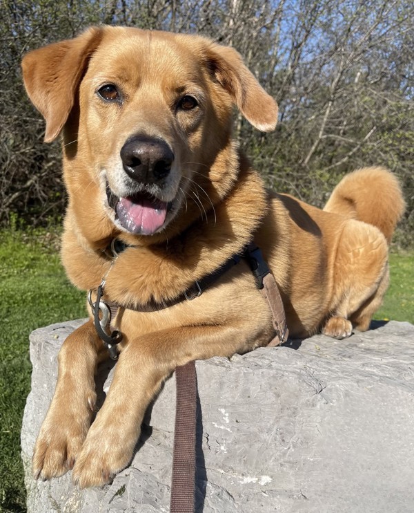 River, an adoptable Chow Chow, Golden Retriever in Oakville, ON, L6J 7S8 | Photo Image 3