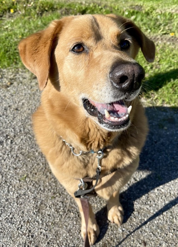 River, an adoptable Chow Chow, Golden Retriever in Oakville, ON, L6J 7S8 | Photo Image 4