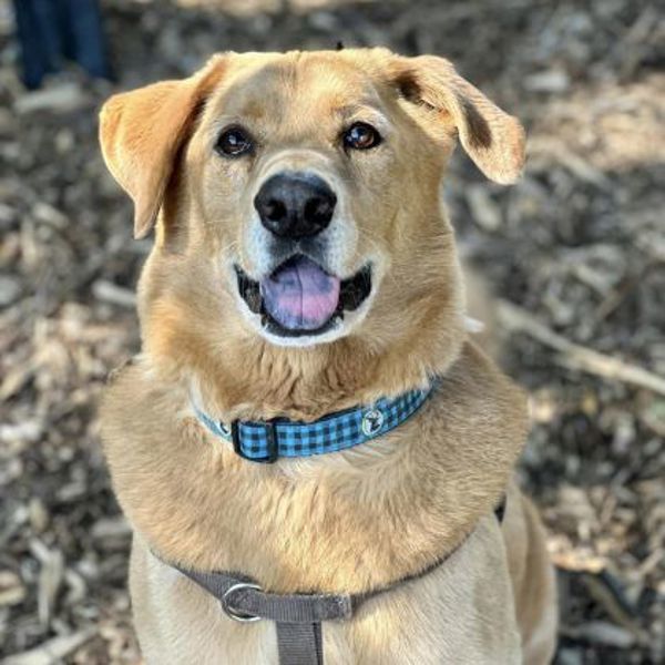 River, an adoptable Chow Chow, Golden Retriever in Oakville, ON, L6J 7S8 | Photo Image 5