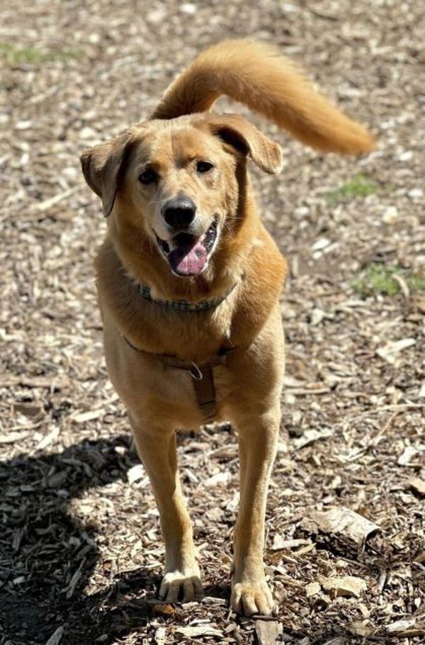 River, an adoptable Chow Chow, Golden Retriever in Oakville, ON, L6J 7S8 | Photo Image 6