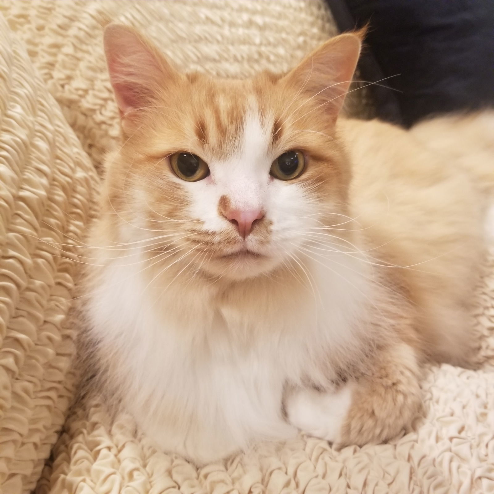 Simba, an adoptable Domestic Medium Hair in Chandler, AZ, 85224 | Photo Image 1